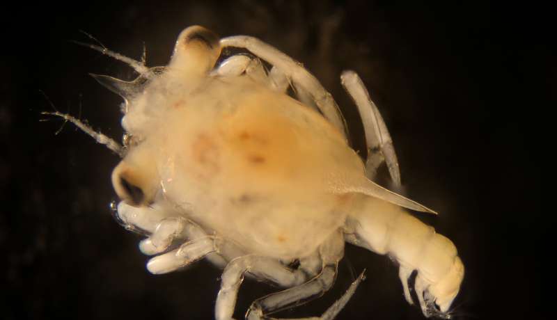 Cancer-crab-larva.jpg