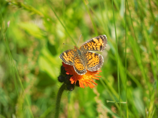 Northern crescent butterfly on orange hawkweed