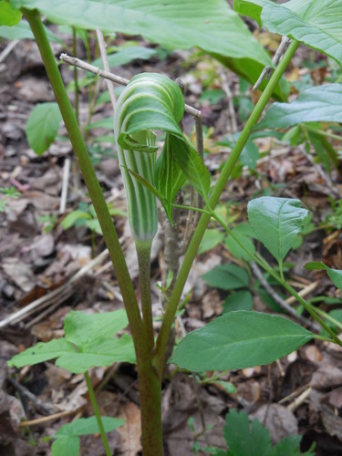 Closed Jack in the pulpit