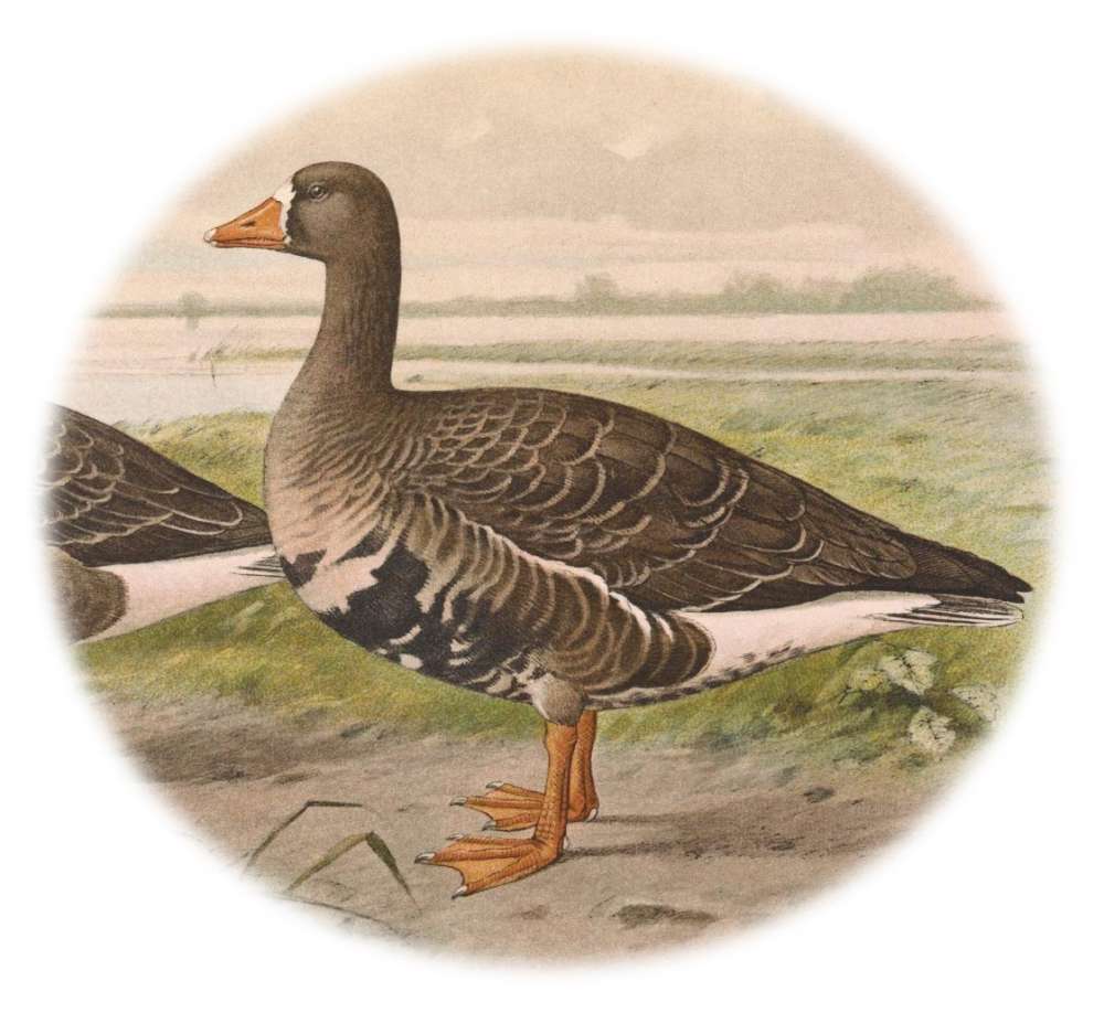 Greater White-fronted Goose illustration adapted from public domain image from Wikimedia Commons