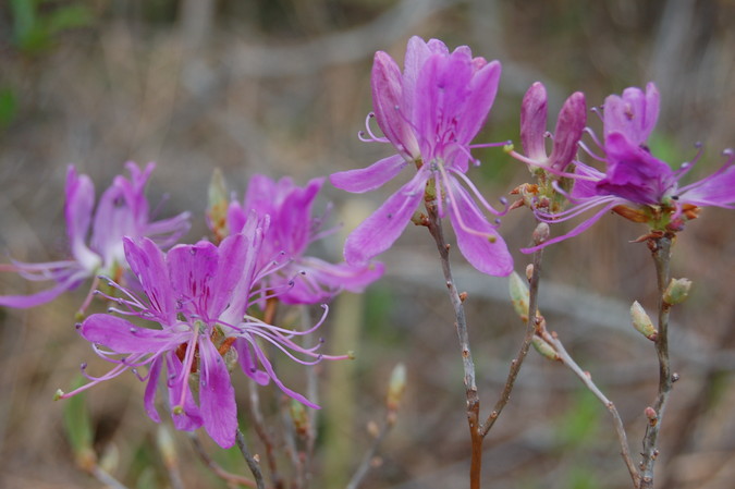 Rhodora in bloom at the edge of the mossy bog.