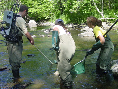 Electrofishing in the Kennebunk River, July 2011