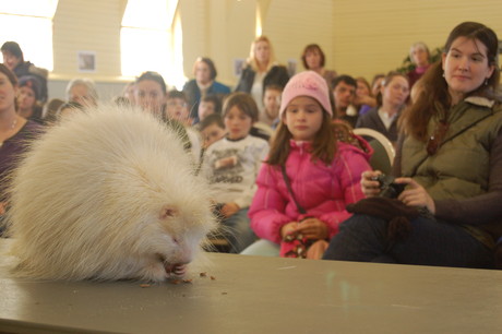 Albino porcupine captures attention