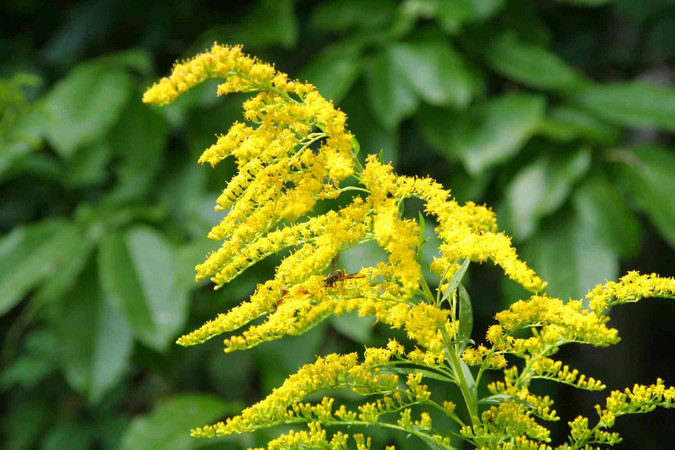 Goldenrod flowers. Photo by Ginger Laurits.