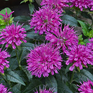 Bee balm in bloom.