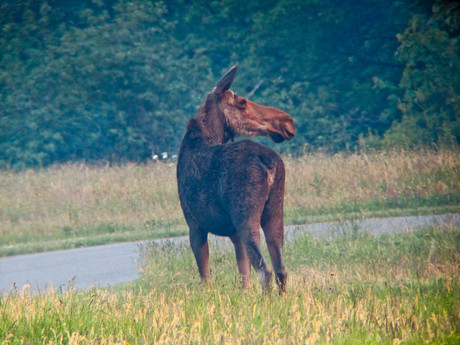 Moose photographed May 31, 2010 © Stephen Ingraham