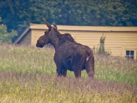 Moose photographed May 31, 2010 © Stephen Ingraham