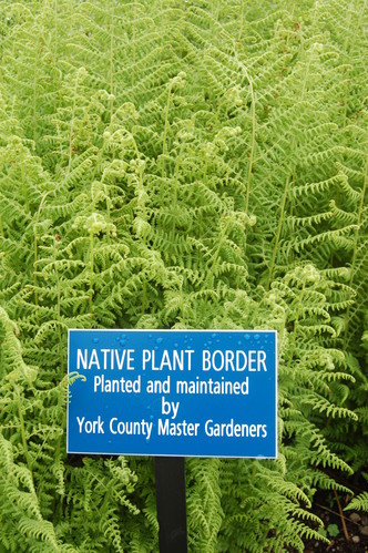 Ferns form a backdrop for a sign stating 'Native plant border planted and maintained by York County Master Gardeners.