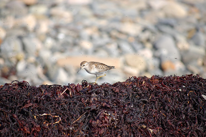 A least sandpiper explores the wrack on Laudholm Beach, surrounded by small flies.