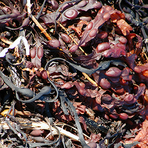 Close-up of algae piled in wrack line.