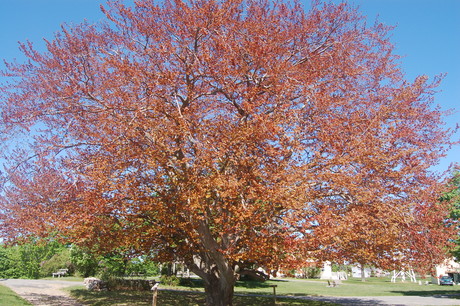 Copper Beech on May 7, 2010