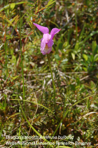 Dragon's mouth, Arethusa bulbosa, at the Wells Reserve