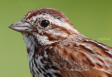 Song Sparrow by Cephas. Derivative work: Btr (Song_Sparrow.jpg) [CC-BY-SA-3.0 (http://creativecommons.org/licenses/by-sa/3.0) or GFDL (http://www.gnu.org/copyleft/fdl.html)], via Wikimedia Commons