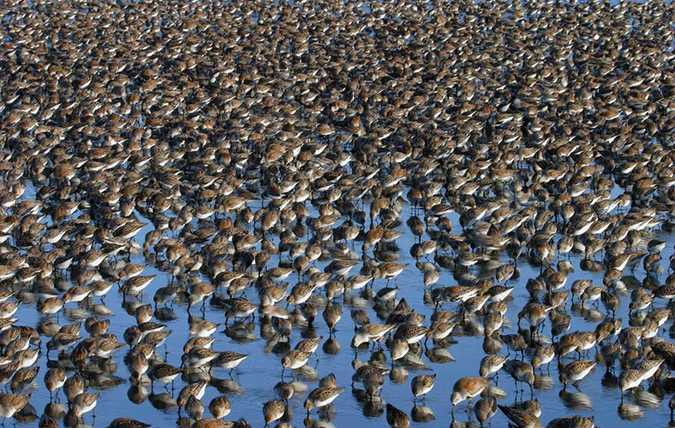 Western Sandpipers and Dunlins in Oregon. Photo by David B. Ledig and in the public domain.