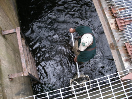 Filling the dip net with alewives to transfer