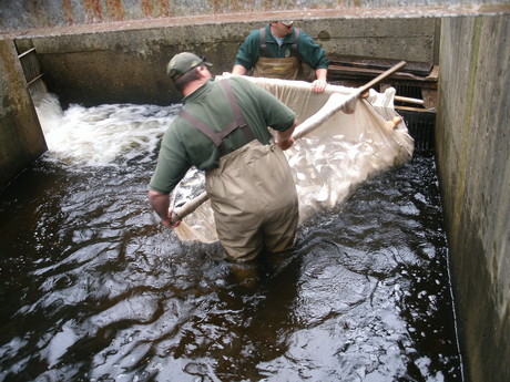 Seining alewives at the Lamprey River fish ladder