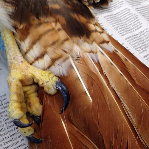 Red-tailed Hawk Tail and Talon