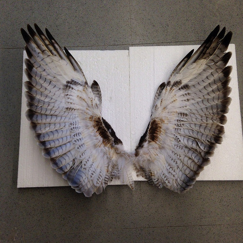 Hawk wings