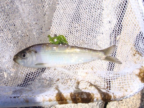 River Herring caught and released in the Mousam River estuary