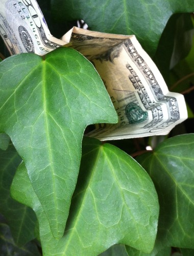 Money tree?