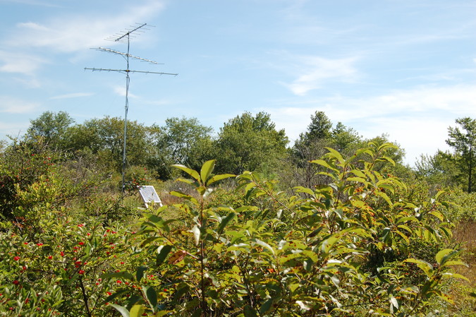 Three yagi antennas for tracking migratory songbirds, situated along the Knight Trail.