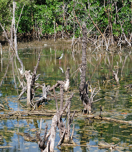 Black-necked Stilt in the mangrove swamp