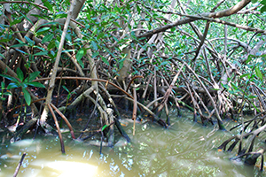 A mass of mangrove propagation roots.