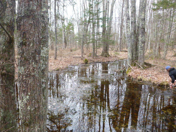 A vernal pool in woods at the reserve
