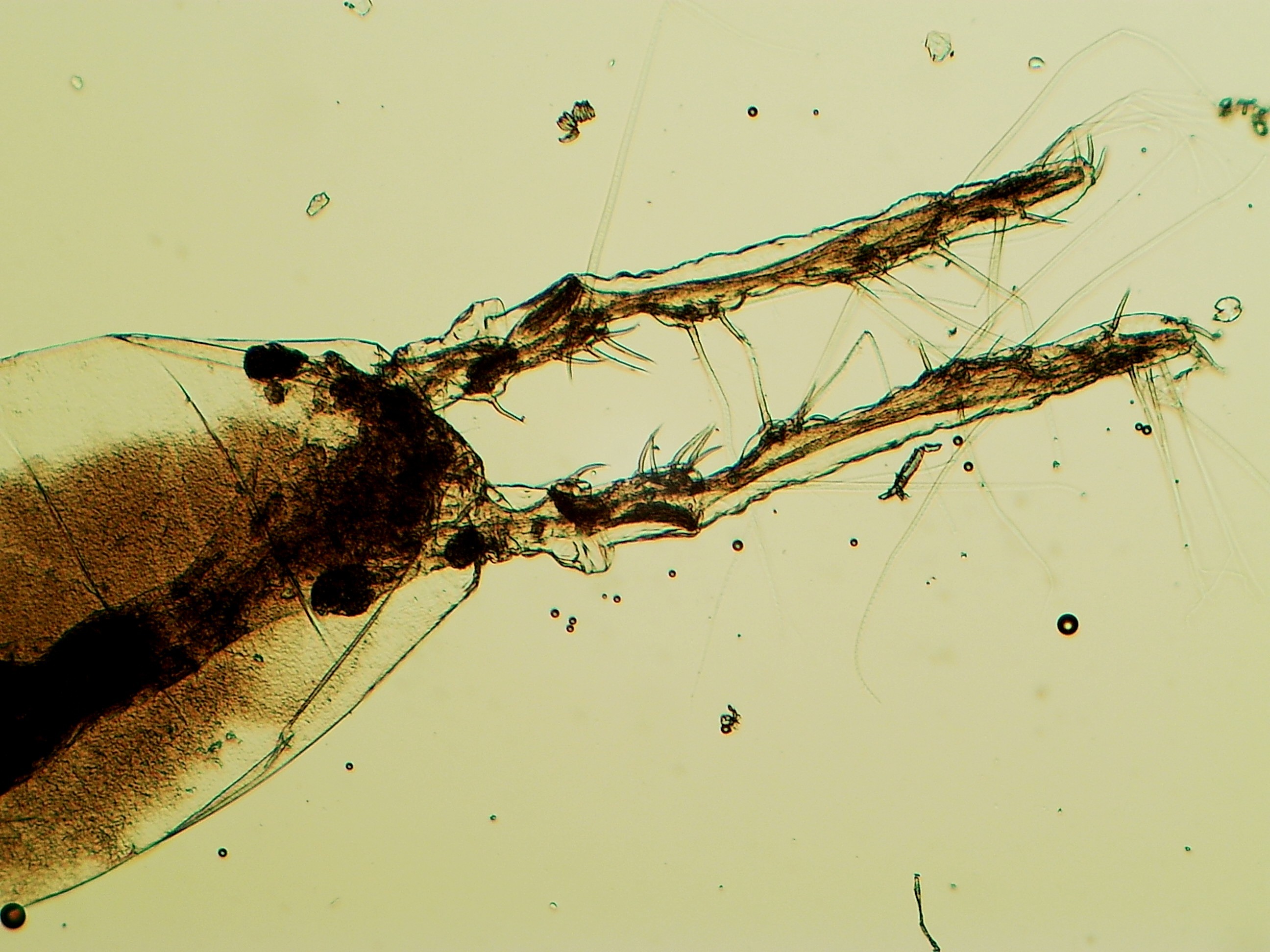 Monstrilloida copepod photographed through microscope