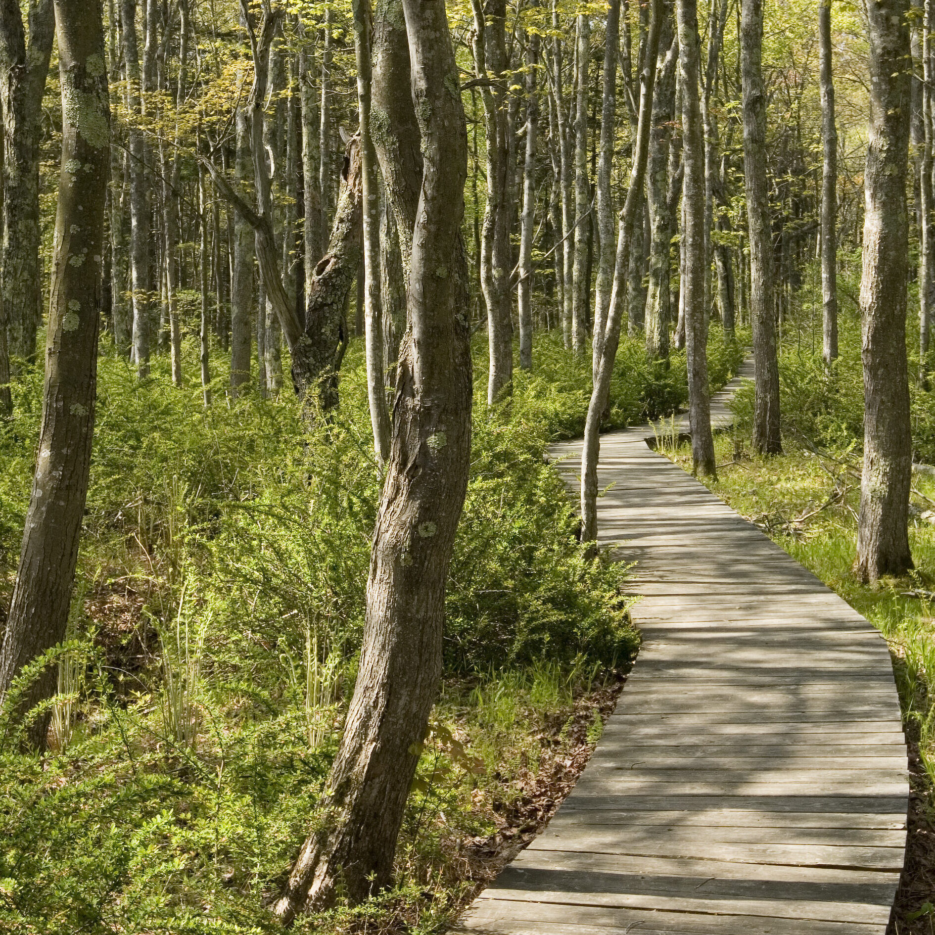 Boardwalk through woods in early spring