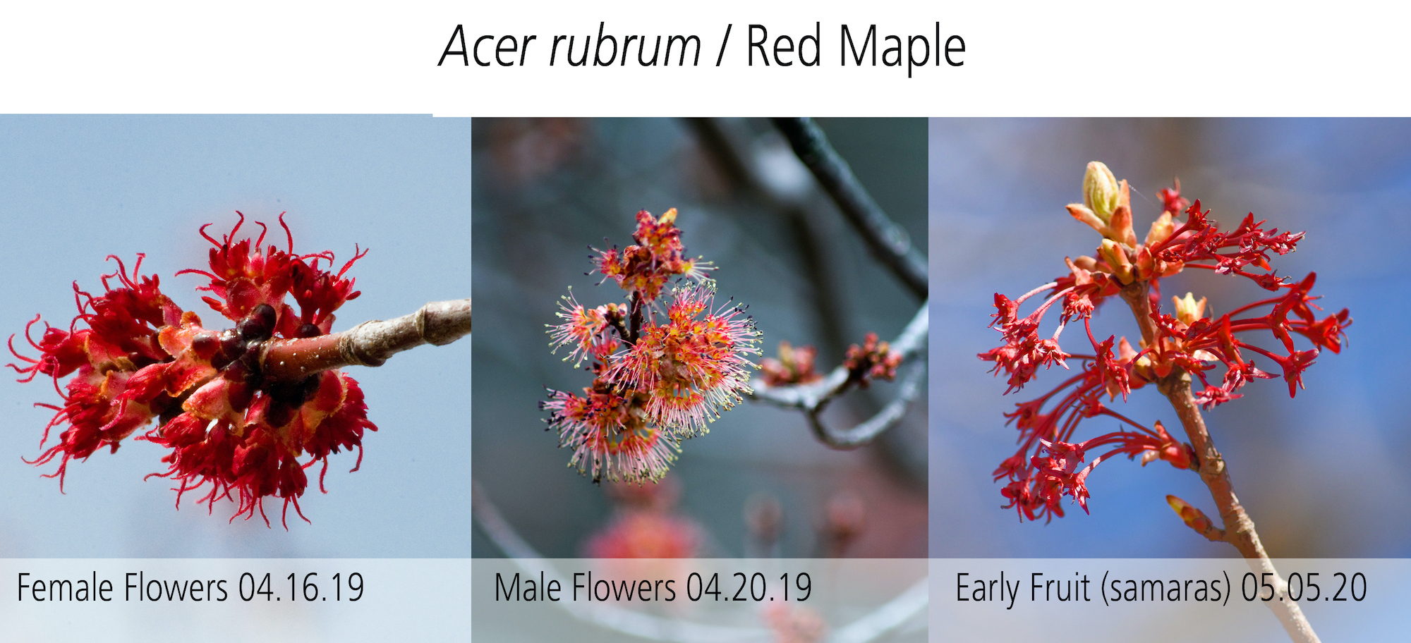 Red maple flowers and early samara