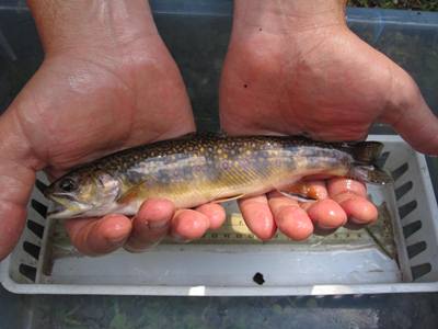 Brook Trout from Branch Brook, Wells Reserve