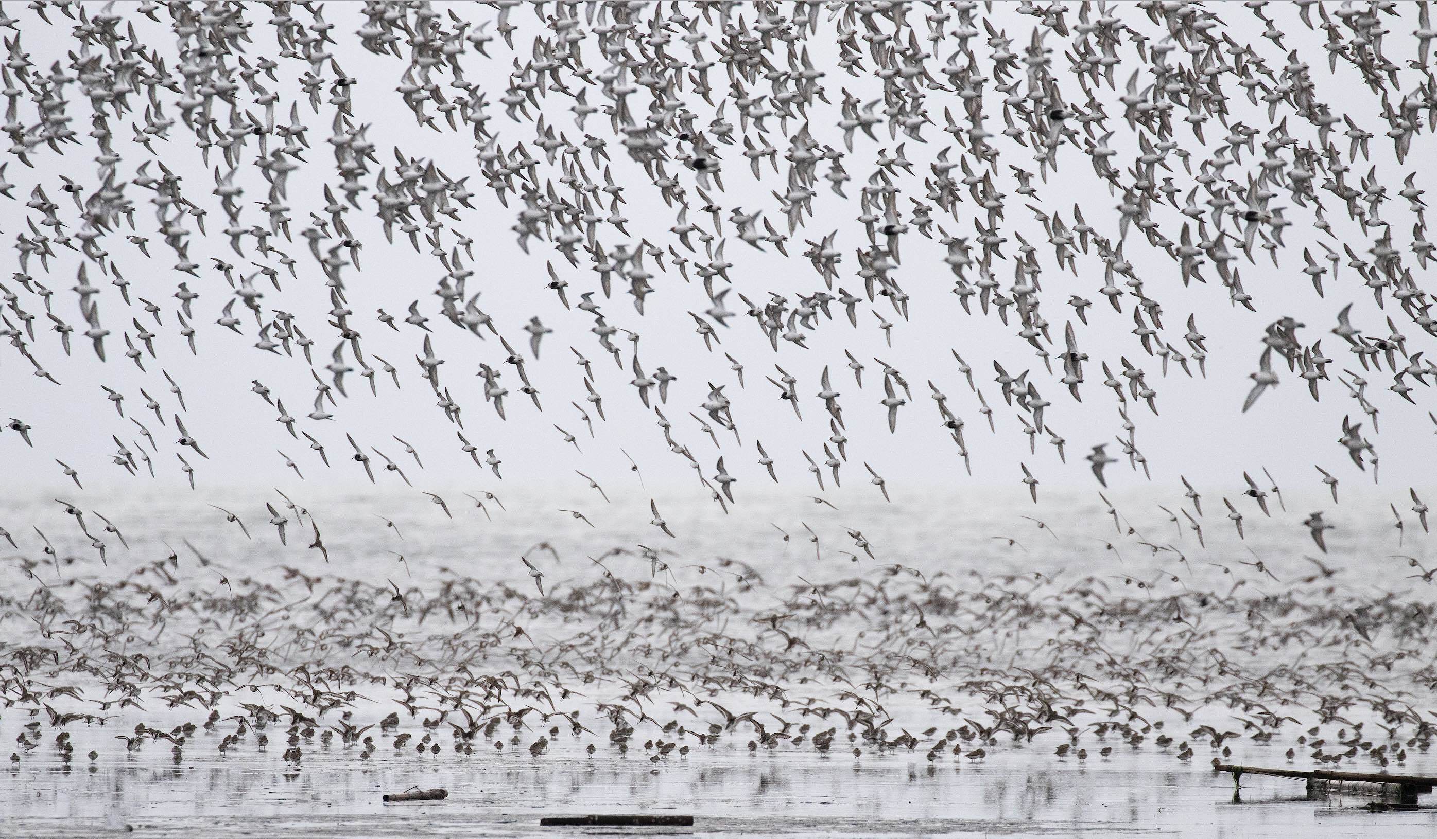 Large flock of shorebirds in flight