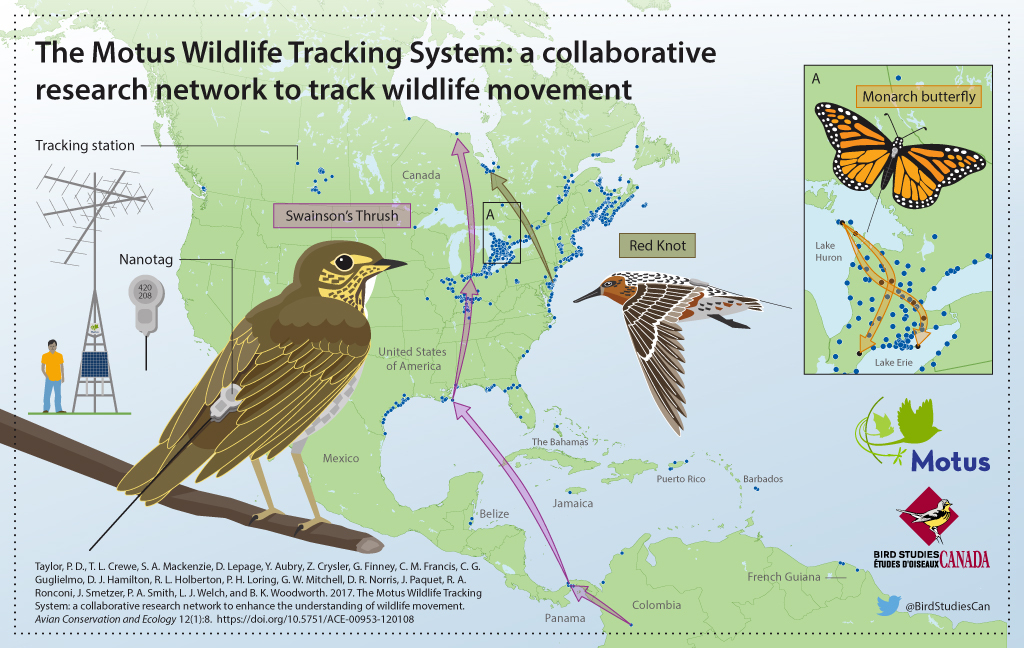 Infographic for the Motus Wildlife Tracking System, a project of Birds Canada