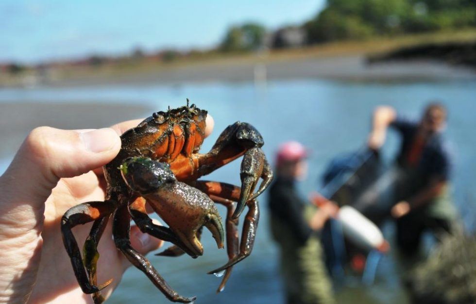 Green crab in the hand, researchers in the background