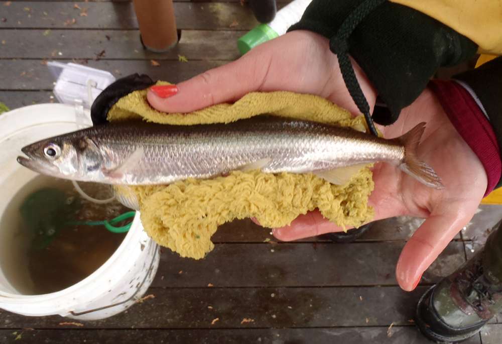 Rainbow smelt in the hand during York River surveys in spring 2017.