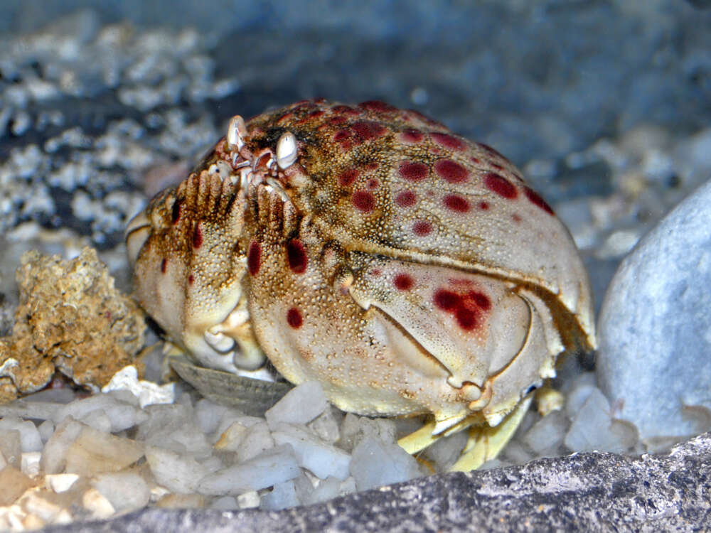 A live box crab (Calappa calappa) at the Aquarium of Genoa. Photograph by Hectonichus via Wikimedia Commons, CC BY-SA 3.0.