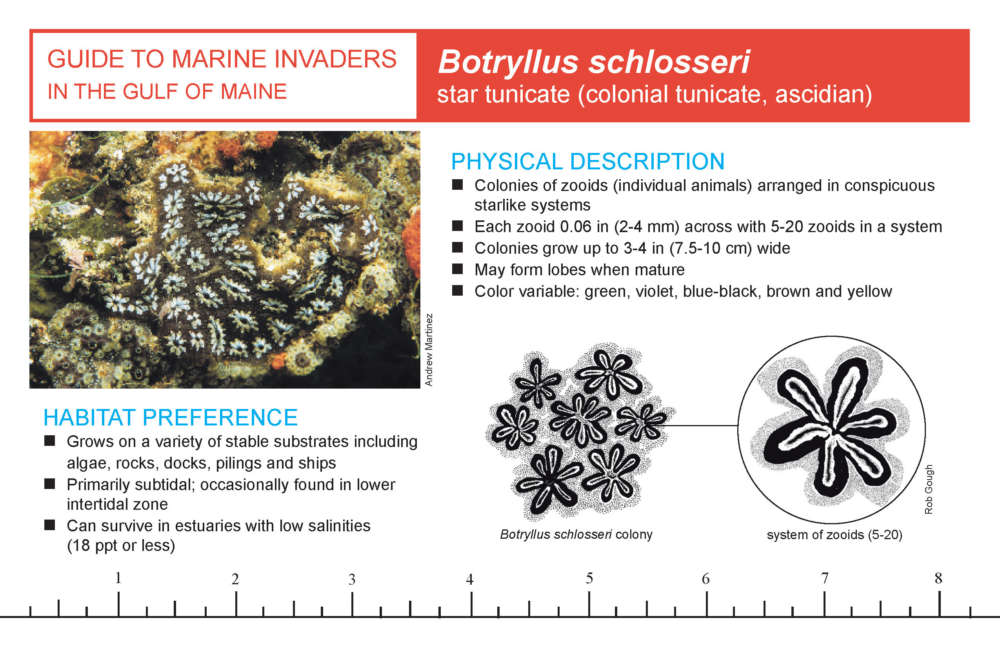 ID card for the star tunicate, Botryllus schlosseri, from MassCZM