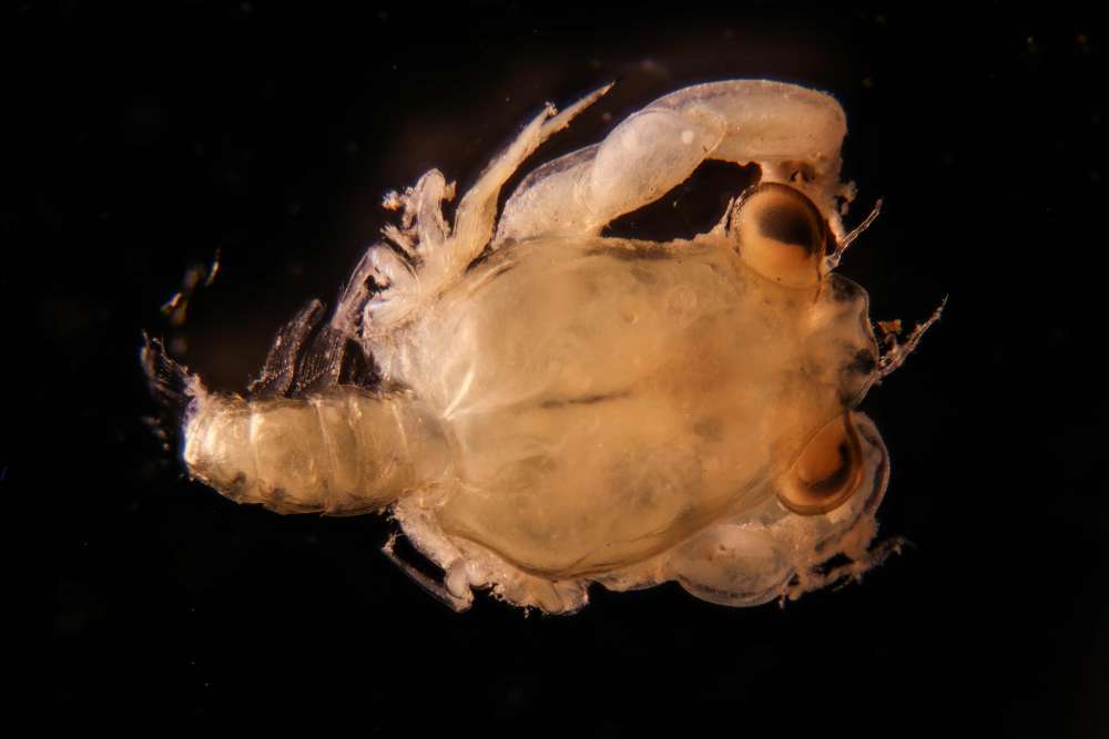 Dorsal (top) view of box crab larva found in Wells Harbor, October 2019.