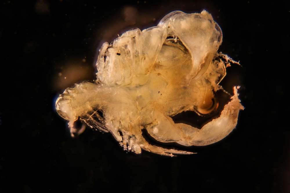 Ventral (underside) view of box crab larva found in Wells, Maine, in October 2019.