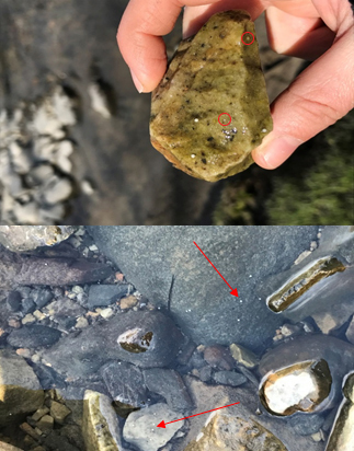 Two images of rainbow smelt eggs adhered to stones in the York River.