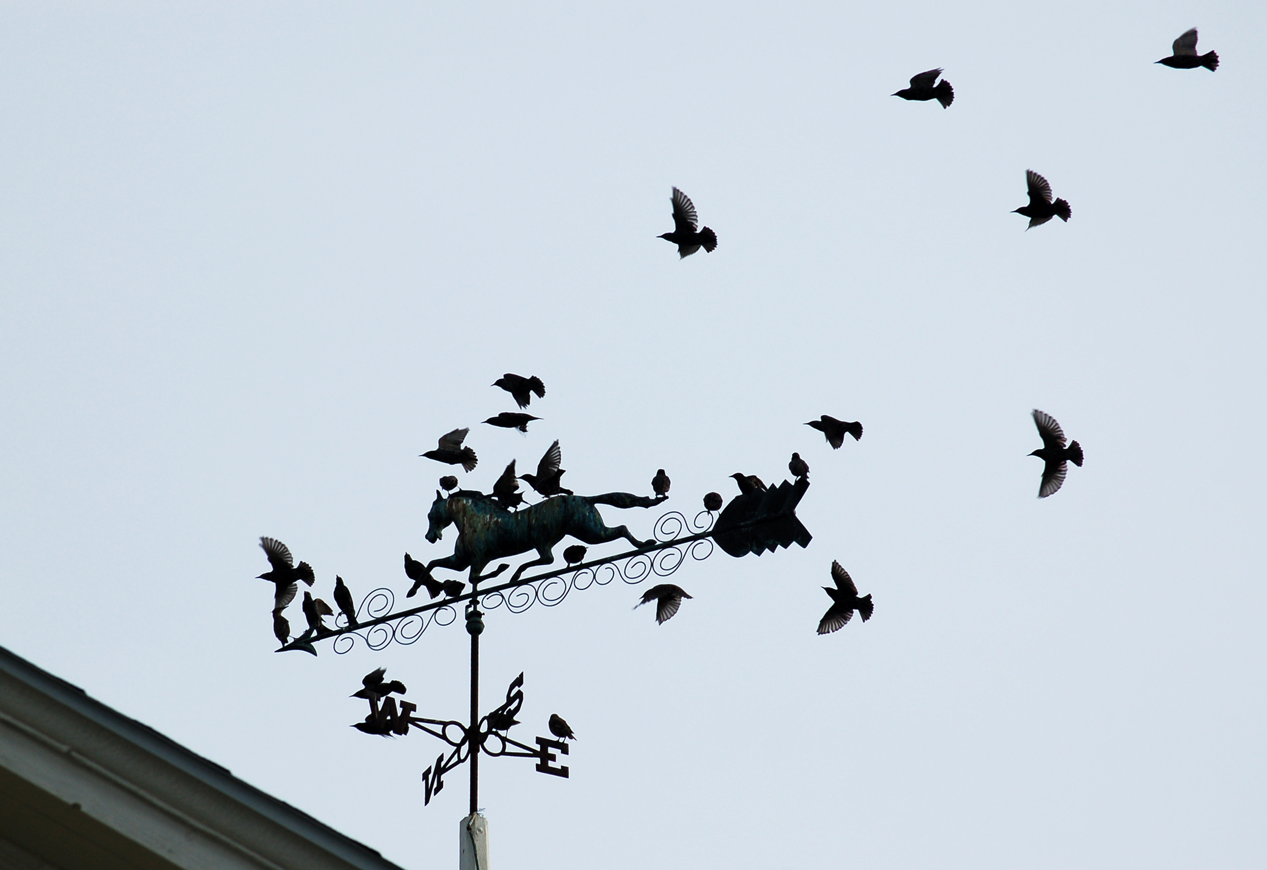 Birds (starlings) in flight and perched on a weathervane featuring a horse.