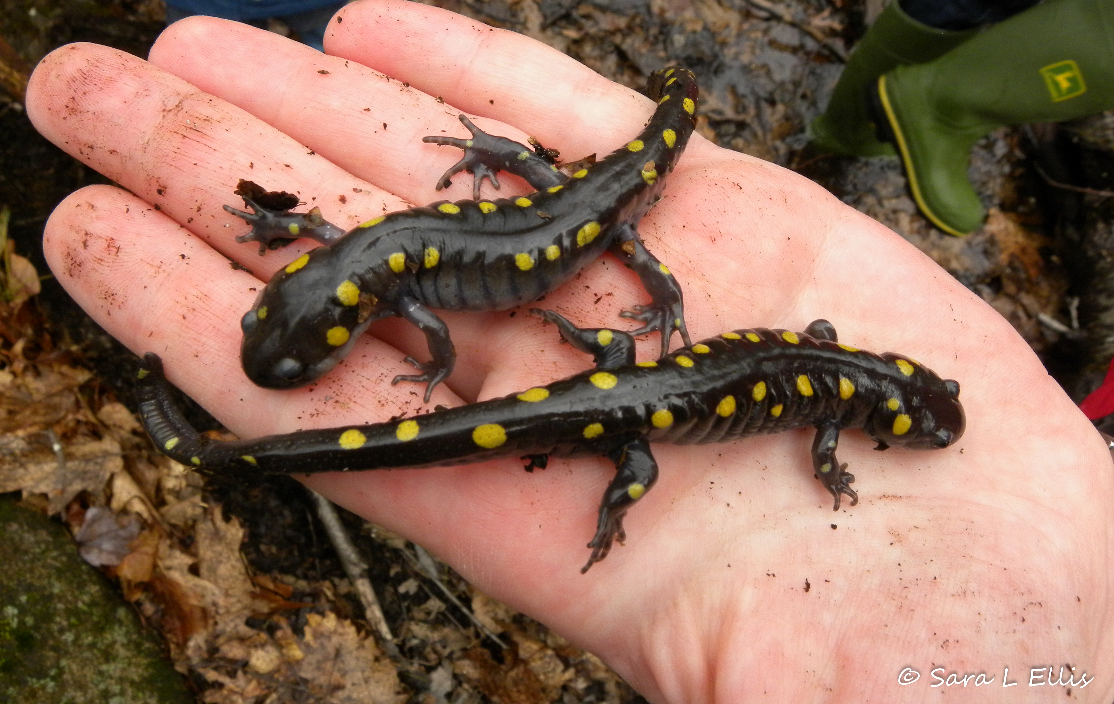 Spotted salamanders in the hand. Photo © Sara L Ellis.