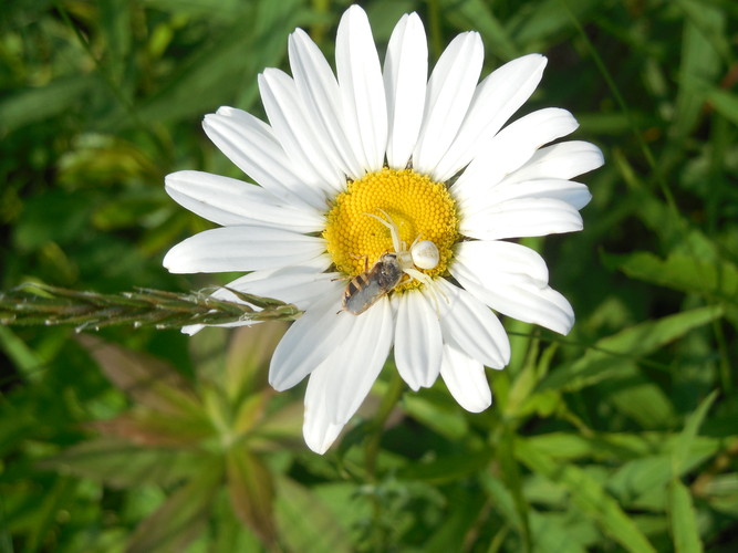 Crab spider eating a bee on oxeye daisy