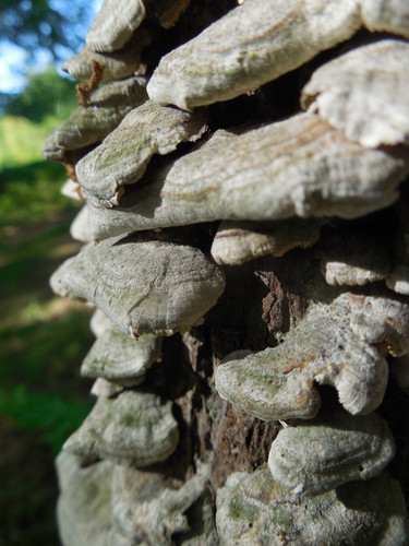 Fungus growing on snag on Saw-whet owl trail