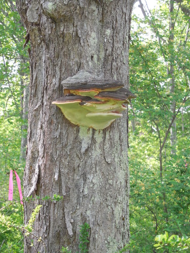 Large fungus on Laird Norton