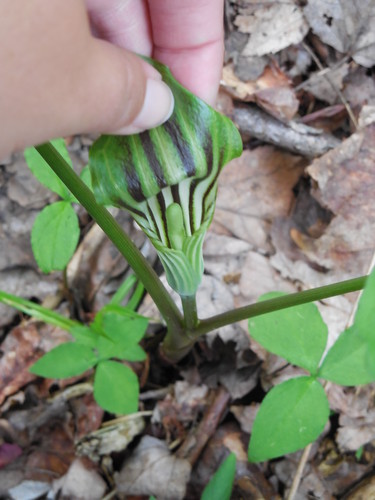 open Jack in the pulpit
