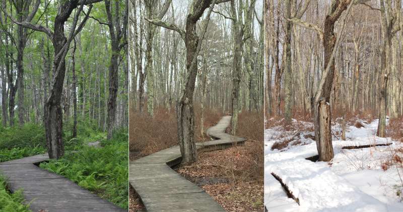 Boardwalk trail through seasons