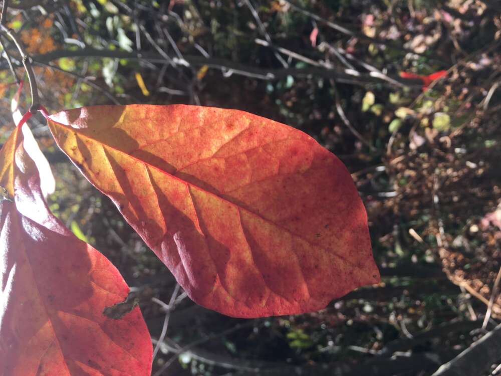 Black tupelo leaf in fall.