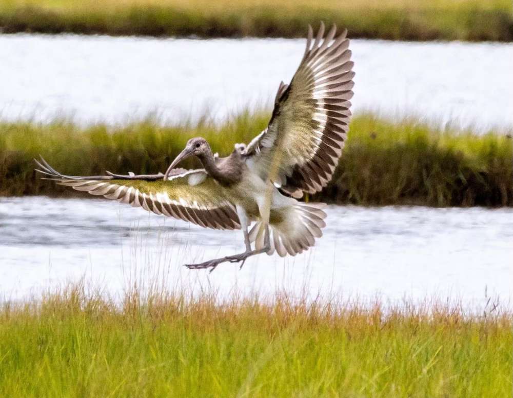 Juvenile white ibis landing on the Webhannet marsh, August 10, 2022. Photo: Alexsandra Jean.
